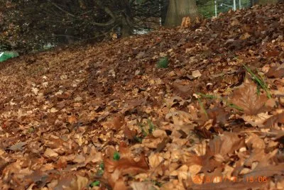 FOGLIE jigsaw puzzle