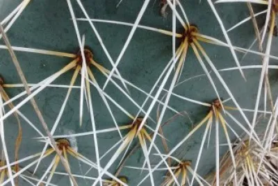 naturaleza jigsaw puzzle