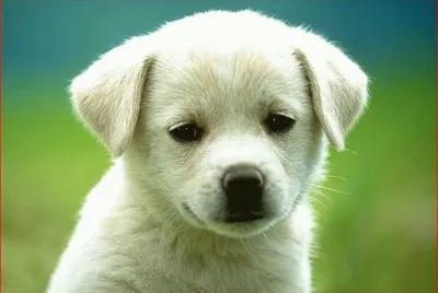 CACHORRO