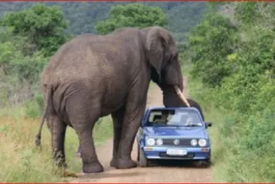 ELEFANTE CON JUGUETE
