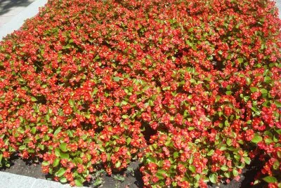 flores naranjas jigsaw puzzle