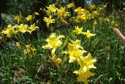 flores amarillas jigsaw puzzle