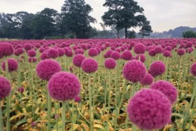 jardin jigsaw puzzle