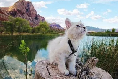 â™¥ jigsaw puzzle