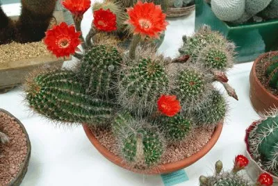 echinopsis ancistrophora jigsaw puzzle