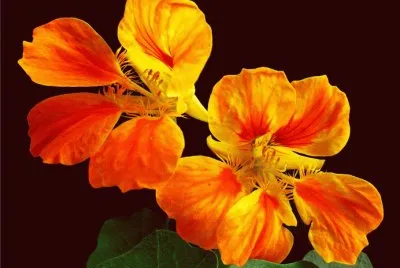 æ—±é‡‘è“® jigsaw puzzle