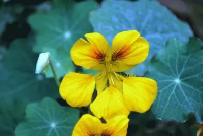 æ—±é‡‘è“® jigsaw puzzle