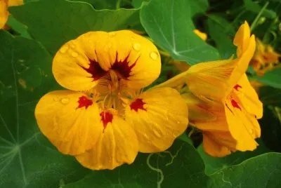 æ—±é‡‘è“® jigsaw puzzle