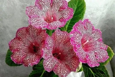 å¤§å²©æ¡èŠ± jigsaw puzzle