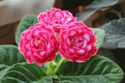 å¤§å²©æ¡èŠ± jigsaw puzzle