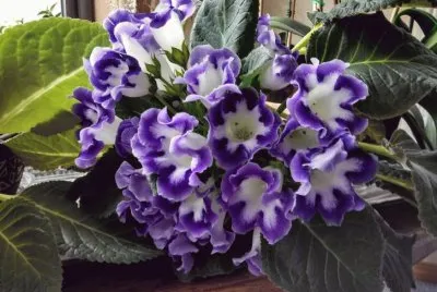 å¤§å²©æ¡èŠ± jigsaw puzzle