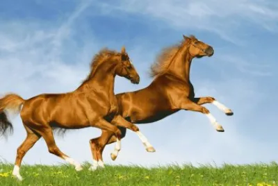 Splendid Horses Jumping Field