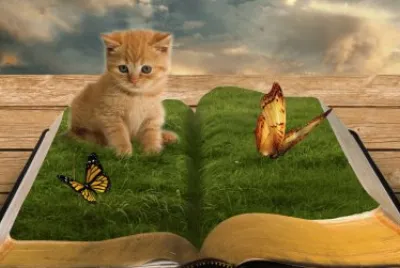 Very Cute Kitten   Butterflys