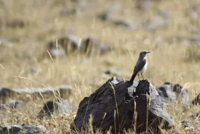 aves de los andes