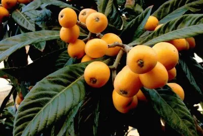 פאזל של Ameixas