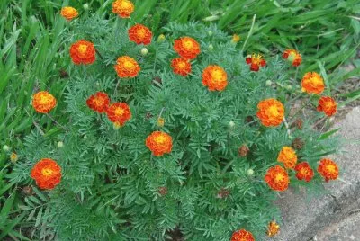 פאזל של Cravos