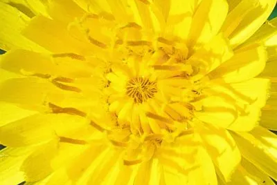 Dandelion jigsaw puzzle