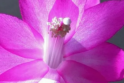 Christmas cactus jigsaw puzzle