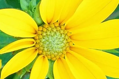 Daisy-type wildflower jigsaw puzzle