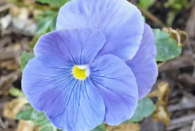 Pansy1 jigsaw puzzle