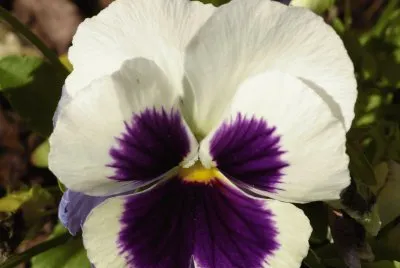 Pansy2 jigsaw puzzle