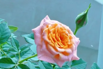 Mini-rose1 jigsaw puzzle