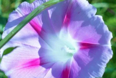 Morning glory1 jigsaw puzzle