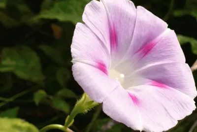 Morning glory2 jigsaw puzzle