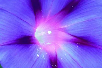 Morning glory3 jigsaw puzzle