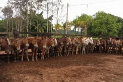 פאזל של Tropa de Cavalos