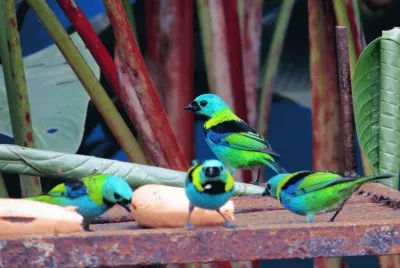 פאזל של Pássaros Multicoloridos