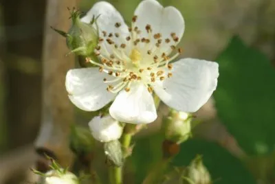 White wild rose1 jigsaw puzzle