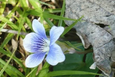 Small wild violet1 jigsaw puzzle