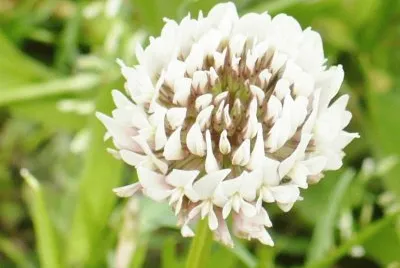 Wild white clover jigsaw puzzle