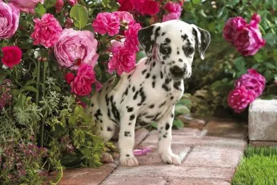 Cachorrito jigsaw puzzle