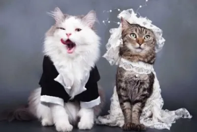 Cats Wedding