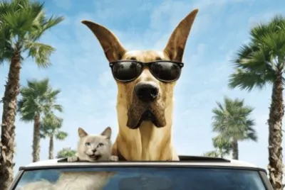 Dog-In-Sunglasses jigsaw puzzle