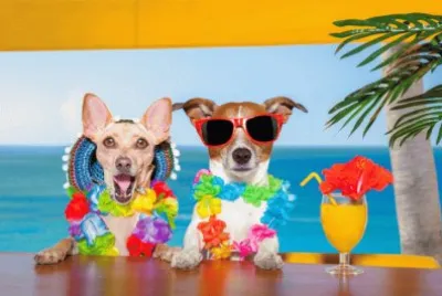 Dogs-in-tropical jigsaw puzzle