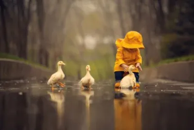 פאזל של Goslings-in-Puddle