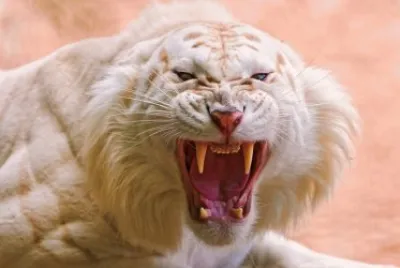 פאזל של Tigre Enfadado
