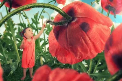 Poppy-flower jigsaw puzzle