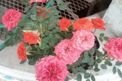 flores jigsaw puzzle