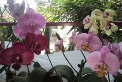 orquÃ­deas jigsaw puzzle