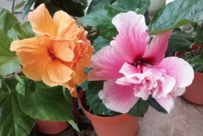 tulipanes jigsaw puzzle