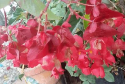 flores jigsaw puzzle