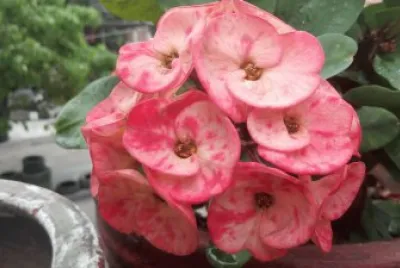 flores jigsaw puzzle