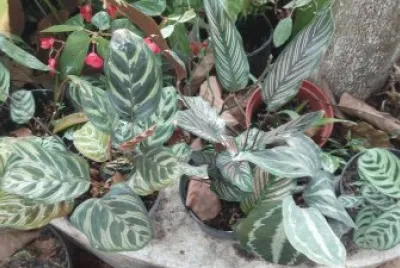 follaje jigsaw puzzle