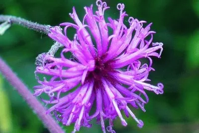 Ironweed flower jigsaw puzzle