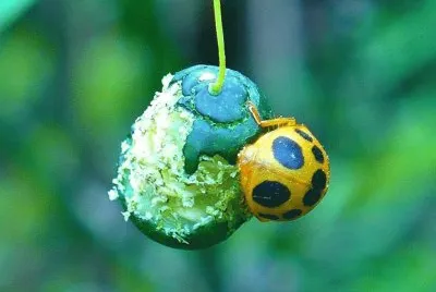 Lady bug1 jigsaw puzzle