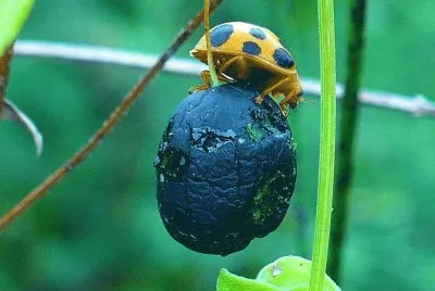 Lady bug2 jigsaw puzzle